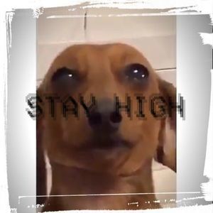 Meet your Posher, Baltazar